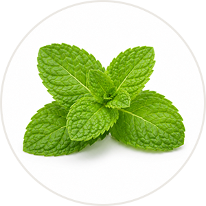 Peppermint Flavor bright green leaves of peppermint